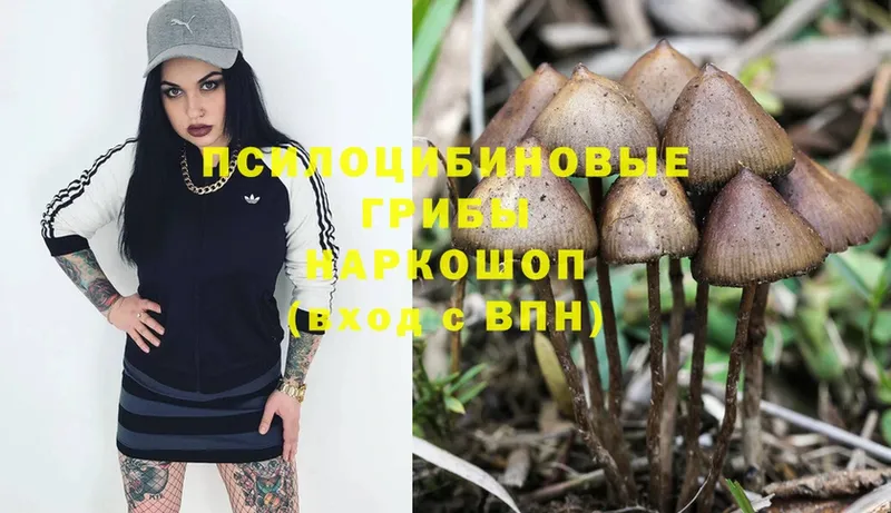 наркошоп  Иланский  ОМГ ОМГ онион  Псилоцибиновые грибы Psilocybine cubensis 